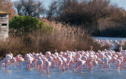 7. Tag: Ausflug Camargue 4